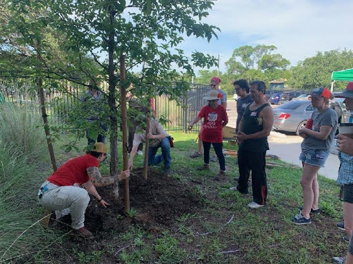 People performing tree maintenance